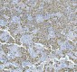 Anti-IMP2 Rabbit Monoclonal Antibody
